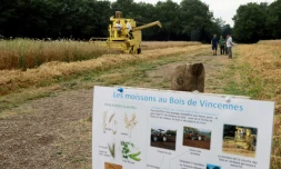 PremiÚre moisson, le 20 juillet 2016, à la Ferme de Paris, une exploitation biologique de cinq hectares située dans le bois de Vincennes