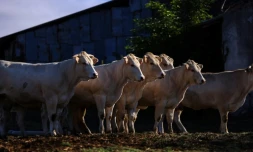 Le sommet de l'élevage, plus grand salon du genre en Europe, ouvre ses portes à Cournon d'Auvergne (Puy-de-Dôme), sous forte pression des professionnels de la viande bovine dans un contexte de déclin de la production française