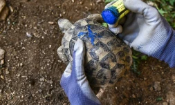 La vétérinaire Cleopatra Gkika dessine à la craie bleue une croix sur la carapace d'une tortue qu'elle vient d'examiner, le 29 septembre 2023 à Kalyvia Thorikou, en Grèce