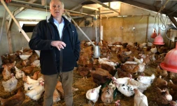 Pascal Cosnet dans sa ferme avec ses poulardes le 1er décembre 2015 à Coulans-sur-Gee