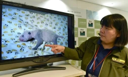 Mikako Kaneko, du zoo d'Ueno à Tokyo, montre un bébé panda lors d'une conférence de presse le 23 juin 2017 dans la capitale japonaise