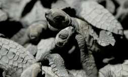 Des tortues olivĂątres placĂ©es dans un seau pour ĂȘtre admirĂ©es par les touristes, avant d'ĂȘtre relachĂ©es sur la plage de Morong, le 7 janvier 2016