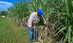 Un ouvrier inspecte des cannes à sucre qui serviront à de nouvelles plantations, à la coopérative agricole Rigoberto Corcho, dans la province d'Artemisa, le 27 juin 2024 à Cuba