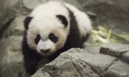 Le panda géant Bei Bei, le 16 décembre 2015 à Washington