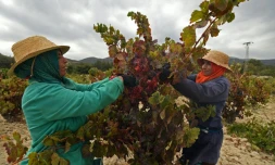 Des Tunisiennes font les vendanges dans le domaine viticole de Neferis, région de Grombalia (40 km au sud-est de Tunis), le 16 septembre 2016
