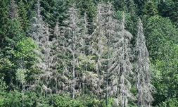 Des arbres souffrant de la sécheresse le 12 juillet 2019 à Masevaux, France
