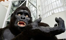 Un King Kong, haut de 11 m, conçu par Ma?gorzata Szcz??niak dans les ateliers de l'Opéra national de Paris, pour "L'affaire Makropoulos" en 2007 est présenté à Metz pour l'exposition "Opéra monde, la quête d'un art total", le 19 juin 2019