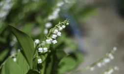 Récolte du muguet à Saint Philbert-de-Grand-Lieu, prÚs de Nantes, le 14 avril 2020