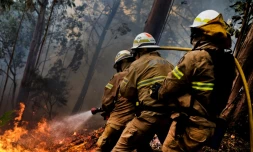 Les pompiers portugais combattent le feu à Calheta sur l'île de Madère où les incendies ont été maîtrisés, le 11 août 2016