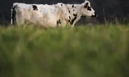 L'association de défense des animaux L214 a dénoncé jeudi la pose de hublots sur l'estomac de vaches dans un centre de recherche en nutrition animale situé dans la Sarthe, appartenant à l'entreprise Sanders, filiale du groupe Avril