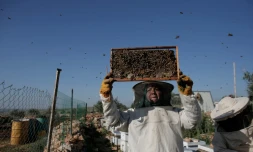 Une apicultrice palestinienne le 29 février 2016 à Deir Ballut, au nord de Ramallah