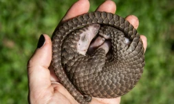 Une personne tient dans sa main un pangolin à ventre blanc qui a été sauvé de trafiquants d'animaux à Kampala, en Ouganda, le 9 avril 2020