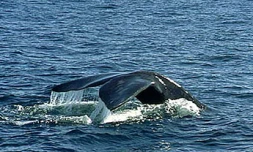 Pour l'amour des baleines