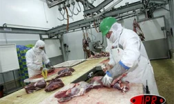 Lundi 29 août 2005 -
Le Québec veut recruter des bouchers de La Réunion