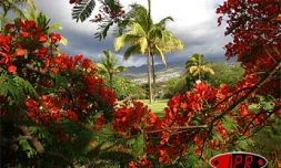 Arbre symbole de La Réunion, le flamboyant se pare de fleurs rouge vif pour les fêtes de fin d'année