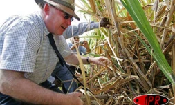 Lundi 5 décembre 2005 -

Dominique Bussereau, ministre de l'agriculture et de la pêche a visité une exploitation de cannes à sucre dans les hauts de Saint-Paul (Ouest)