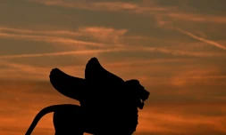 Un lion ailé, symbole de la Mostra de Venise, le 5 septembre 2023 sur le Lido de Venise