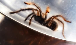 Photo non datée fournie le 3 avril 2019 par le service des douanes des Philippines, après la saisie de 750 mygales près de l'aéroport de Manille.