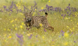 La demande croissante d'huile d'olive en provenance d'Espagne et du Portugal pourrait bien faire disparaître le lynx, directement affecté par la construction de barrages nécessaires à l'irrigation