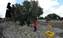 Des femmes récoltent des olives dans le village de Mornag, près de Tunis, le 6 novembre 2015