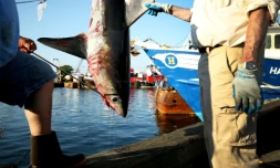 Un requin-taupe de 265 livres pesé lors du 31e Tournoi de requins-monstres de l'Atlantique Nord à State Pier 3 le 15 juillet 2017 à New Bedford, dans le Massachusetts