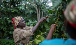 Des ouvriers agricoles dans la plantation de café de Gorongosa, le 20 mai 2022