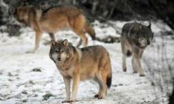 Les loups qui fascinent les amoureux de la nature depuis leur réapparition en France sont devenus la hantise des éleveurs de brebis, qui somment le gouvernement d'agir