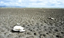 La carcasse d'une tortue "phrynops geoffroanus" jonche le sol du Lac du Cèdre, asséché, le 8 février 2017 à Quixada, dans le nord-est du Brésil