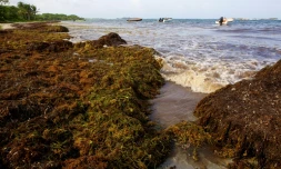 La plage guadeloupéenne de Sainte-Anne polluée par des sargasses en 2011