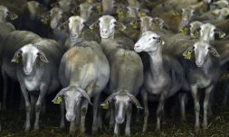 Des brebis dans une ferme à Cornus (Aveyron), en France, le 15 septembre 2017