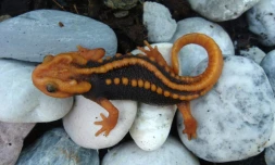 Photo en date du 15 septembre 2014 fournie le 19 décembre 2016 par WWF d'un lézard figurant parmi 163 nouvelles espèces découvertes en 2015 en Thaïlande