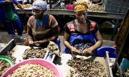 Des employées décortiquent des noix de cajou dans l'usine de Condor Nuts, le 9 mars 2018 à Nampula, au Mozambique