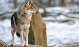 Les loups gris sont toujours plus nombreux dans l'Hexagone, avec une population estimée à 921 à la sortie de l'hiver 2021-2022