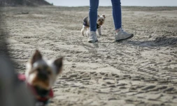 Une femme promène ses chiens sur la plage de Deauville, en Normandie, le 18 mars 2020 