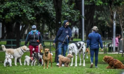 Des promeneurs de chiens dans un parc de Bogota le 16 février 2022