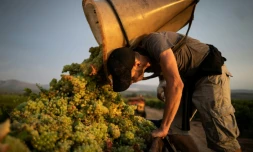 Vendanges à Espira-de-L'Agly, dans les Pyrénées-orientales, le 12 août 2020