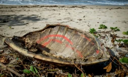 Une carapace vide de tortue de mer, victime de braconnage, gît sur une plage de l'île de Mayotte (France), le 8 juin 2018