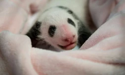 Le premier bébé panda de France fête lundi son premier mois d'existence au zoo de Beauval (Loir-et-Cher) en dépassant le kilo, lui qui pesait 142 grammes à la naissance le 4 août dernier.