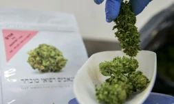 Une employée pèse des plants de cannabis dans l'enceinte de B.O.L (Breath of Life, souffle de vie) Pharma près de Kfar Pines en Israël, le 9 mars 2016