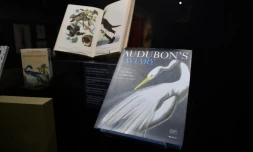 Oubliés dans des caisses à La Rochelle pendant plus d'un siècle, les dessins de jeunesse du peintre naturaliste Jean-Jacques Audubon sont exposés par le Muséum de la ville.
