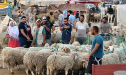 Un marché aux bestiaux avant la fête musulmane de l'Aïd al-Adha, dans la région de l'Ariana, le 21 juin 2023 à Tunis