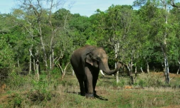 Un éléphant au camp de Dubare, le 11 mai 2018 à Kodagu, en Inde