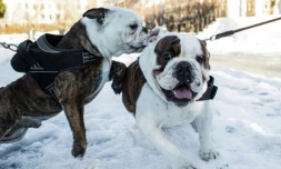 Deux bulldogs anglais dans les rues d'Oslo, en Norvège, le 7 février 2022