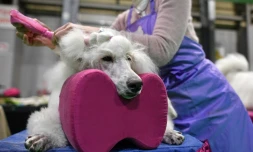 Tilettage d'un chien au salon canin Crufts à Birmingham, en Angleterre, le 5 mars 2020