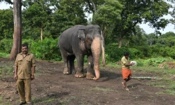 Le cornac Kirumaran M. (g) près de l'éléphant Moorthy, le 18 septembre 2021, dans la réserve de Theppakadu (Inde)