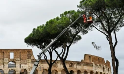 Opération d'élagage des pins parasols à proximité du Colisée à Rome, le 2 décembre 2020