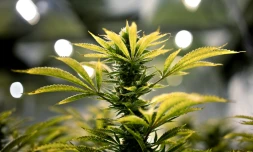 La marijuana à usage récréatif est légalisée par référendum en Californie, le 9 novembre 2016