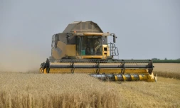 Trop de pluie et pas assez de soleil: le volume de blĂ© produit en France pourrait ĂȘtre le plus faible depuis prĂšs de 40 ans