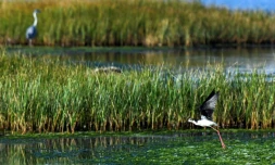 Une échasse blanche dans une zone humide à Ulcinj, le 2 juin 2026 au Monténégro