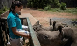 Zanré Van Jaarsveld, 26 ans, nourrit des bébés rhinos avec des biberons, remplis d'un mélange de lait et de riz bouilli mixé, près de Mokopane, en Afrique du Sud, le 9 janvier 2021.